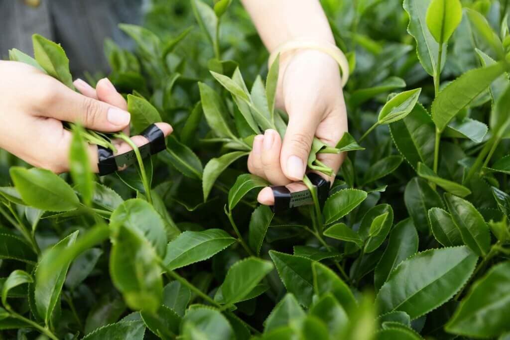 Nghệ thuật thưởng trà Ô Long Công Phu